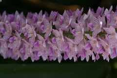 Rhynchostylis retusa